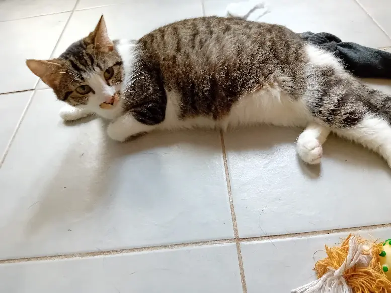 Chatte Perdue 56 Morbihan - Pirchoune Chatte Perdue 56 Morbihan - Pirchoune
