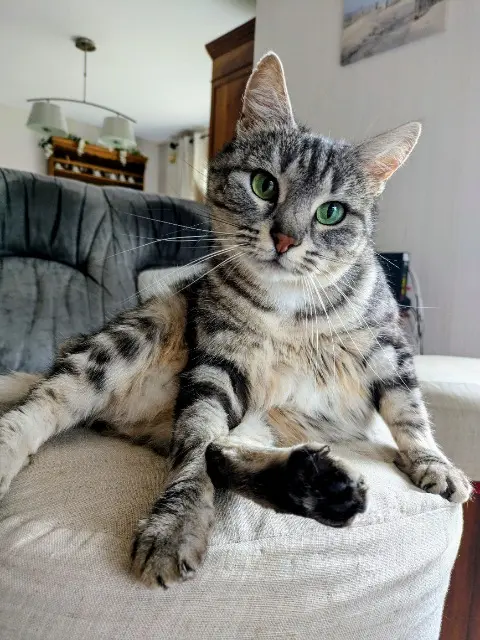 chatte lost   56350 Saint-Vincent-sur-Oust Pixie