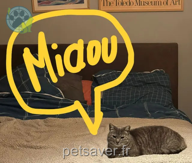 gata perdida 56000 Vannes Poke gata lost 56000 Vannes Poke