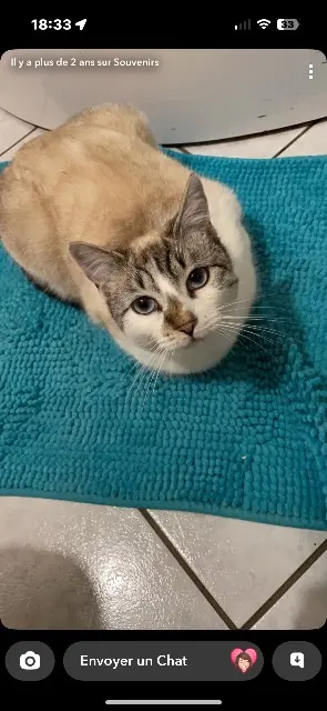 chatte lost   56480 Saint-Aignan Pouikpouik