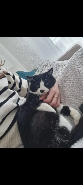 chatte lost   56700 Hennebont Poupie
