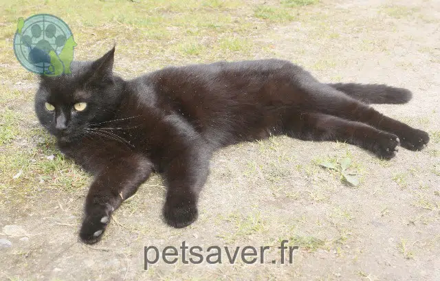 cat lost   56480 Silfiac Poupie