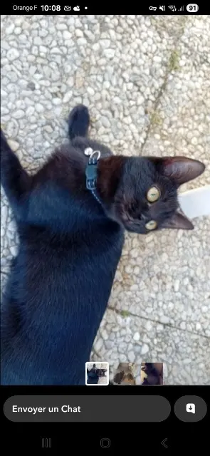 chatte lost   56150 Baud Pralyne