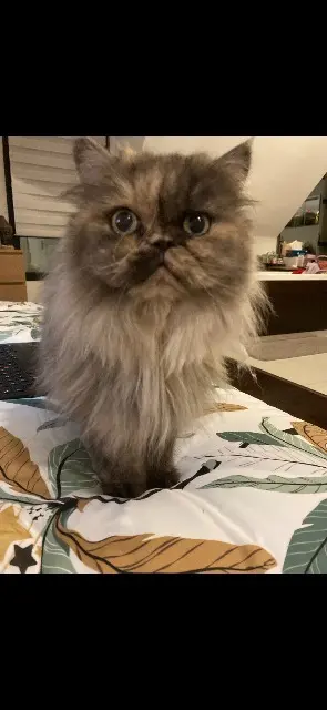 chatte lost   56890 Saint-Avé Princesse loupette