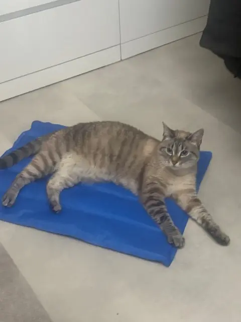 chatte lost   56000 Vannes Princesse