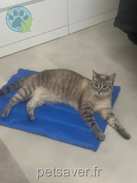chatte perdue 56000 Vannes Princesse chatte lost 56000 Vannes Princesse
