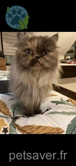 chatte perdue 56890 Saint-Avé Princesse chatte lost 56890 Saint-Avé Princesse