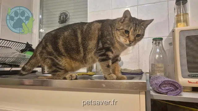 gatta lost   56130 Péaule Purr