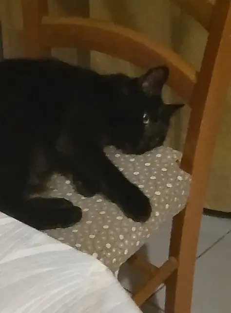chatte lost   56190 Arzal Pépette