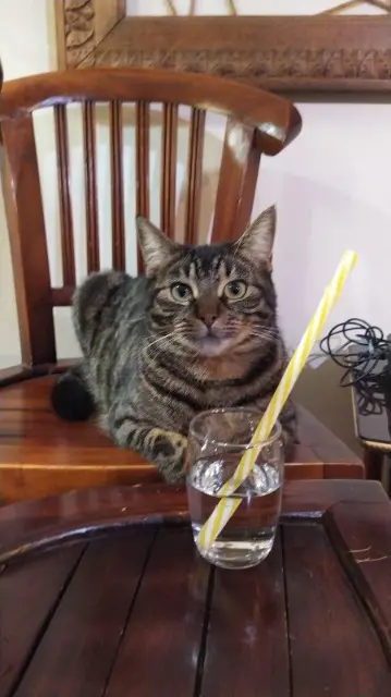 chatte lost   56400 Plougoumelen Pépite