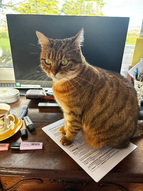 chatte lost   56300 Pontivy Rihanna