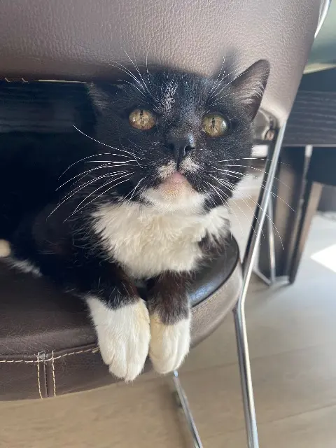 chatte lost   56860 Séné Ronron