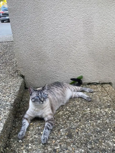chatte lost   56100 Lorient Roots
