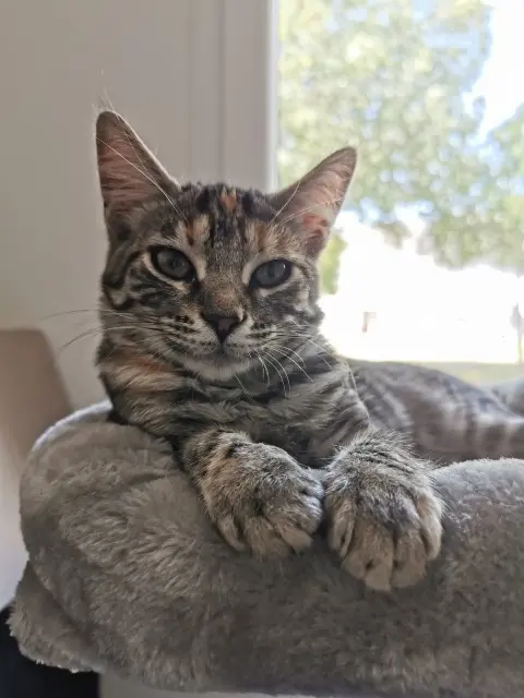 chatte lost   56600 Lanester Rosy
