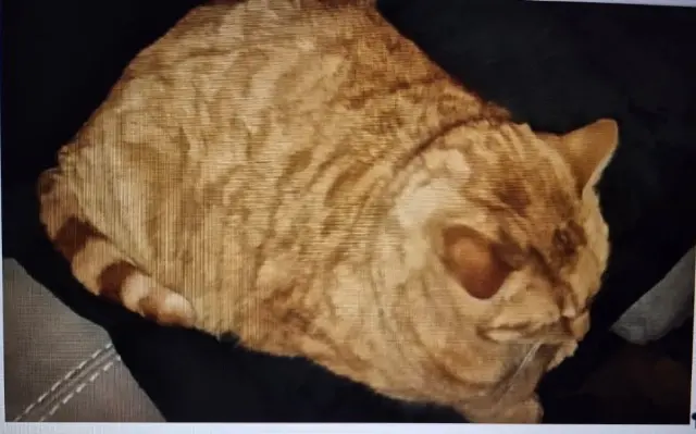 chatte lost   56500 Bignan Roukinette