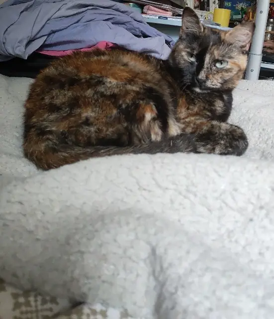 chatte lost   56000 Vannes Ruby