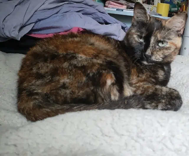 chatte lost   56000 Vannes Ruby