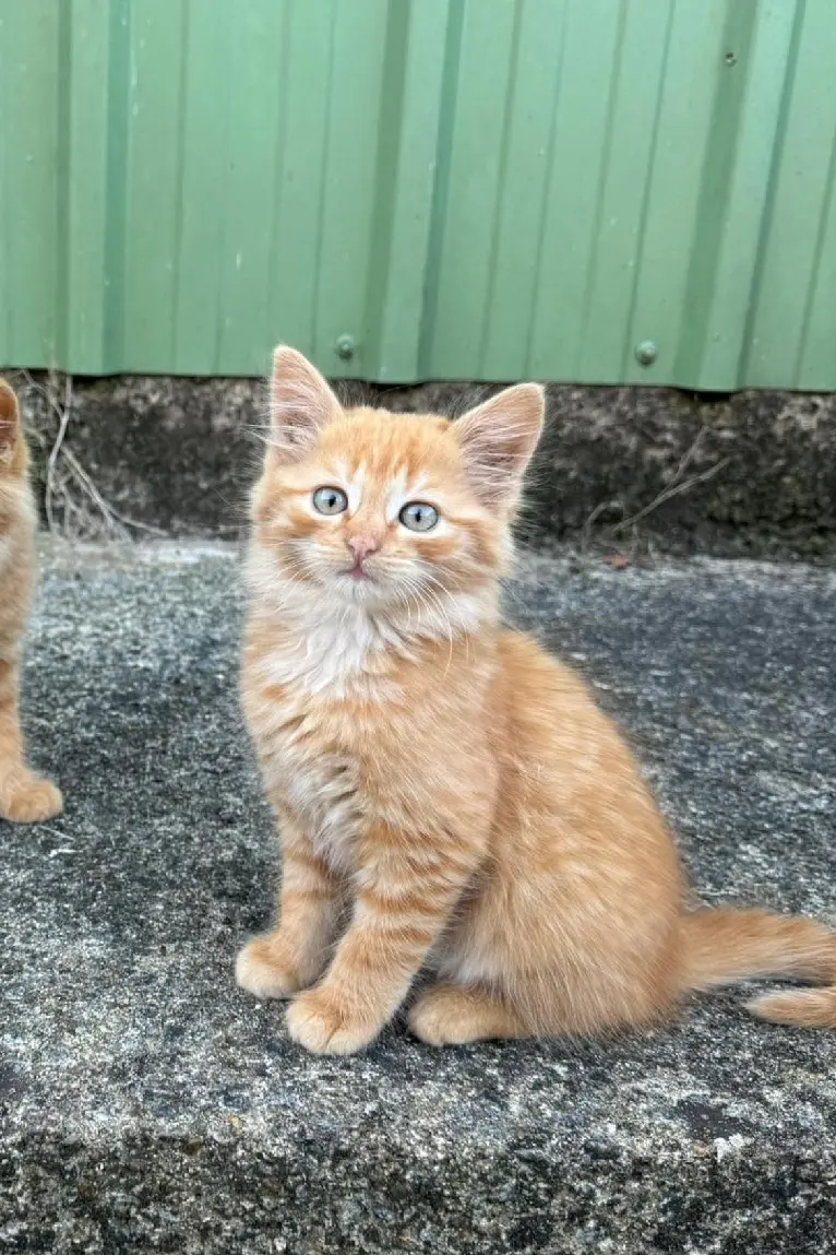 Chatte Perdue 56 Morbihan Saint-Gérand-Croixanvec - Zitoun Chatte Perdue 56 Morbihan Saint-Gérand-Croixanvec - Zitoun