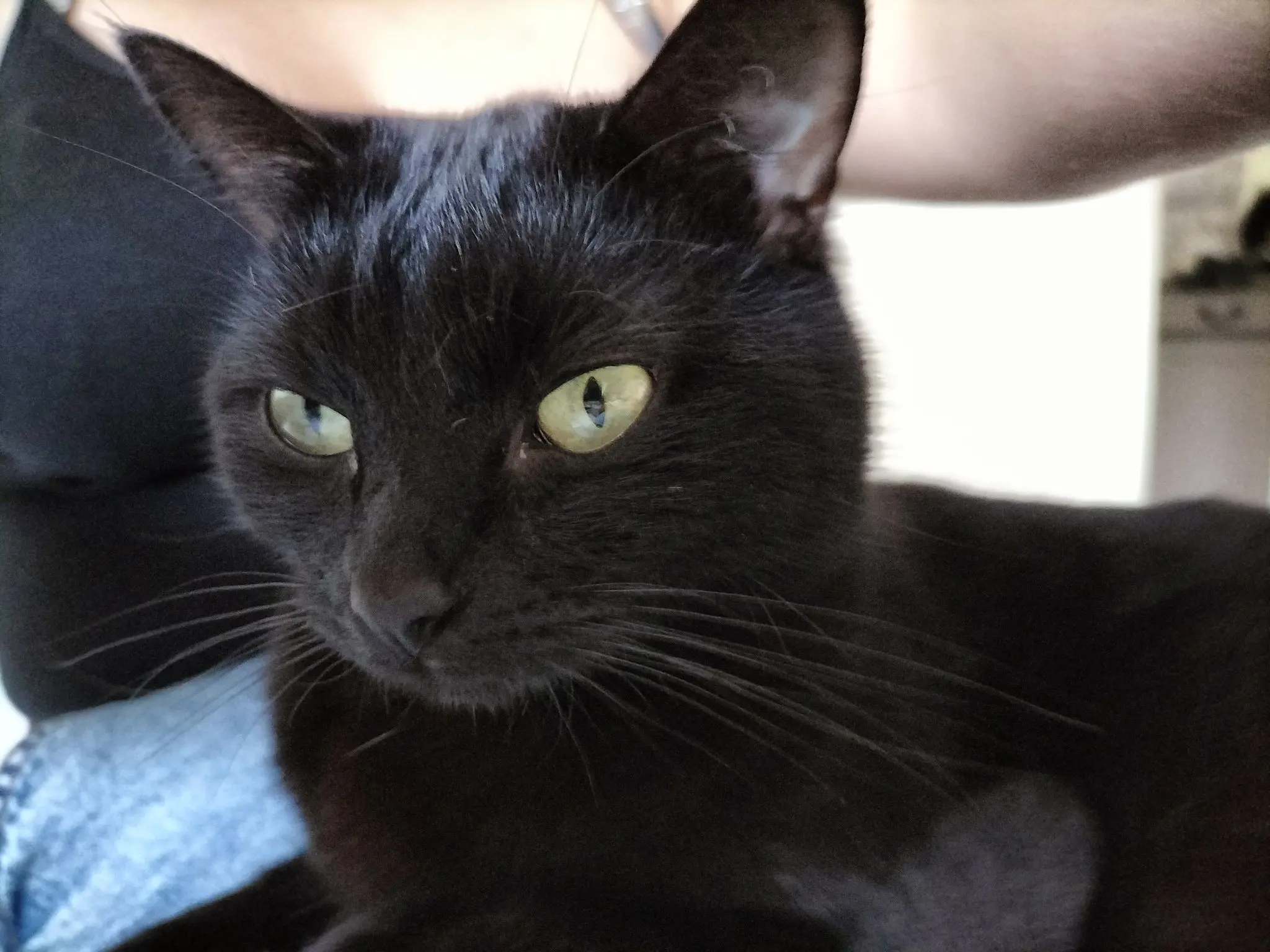 Chatte Perdue 56 Morbihan - Salsa Chatte Perdue 56 Morbihan - Salsa