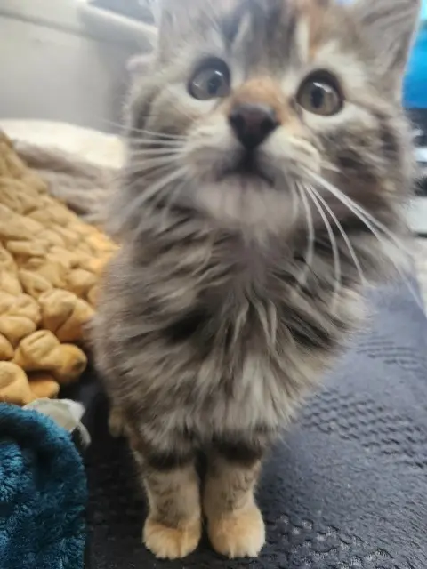 chatte lost   56600 Lanester Scarlette