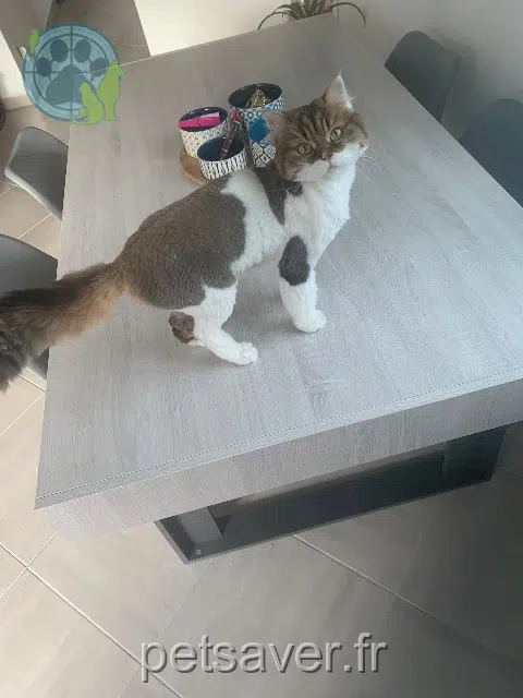 chatte lost 56890 Saint-Avé Simba