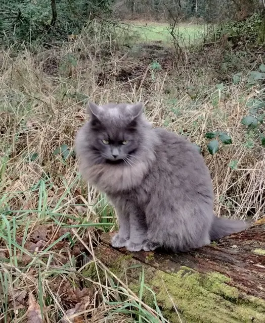 chatte lost   56880 Ploeren Sissi