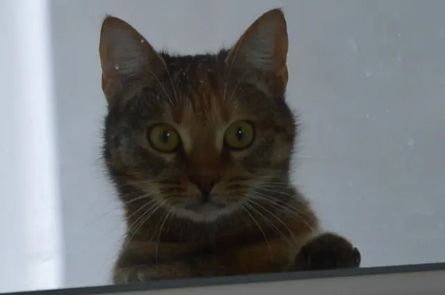 chatte lost   56500 Moustoir-Ac Sita