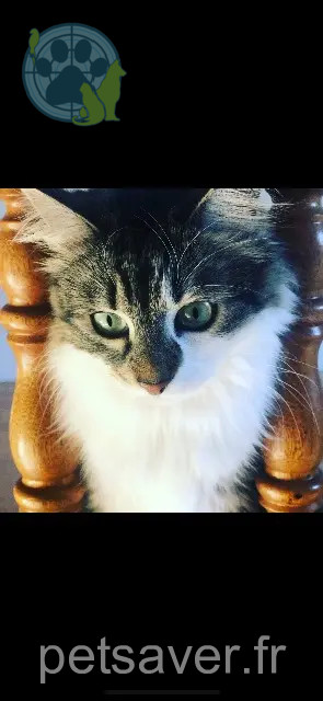 Katze vermisst 56600 Lanester Smoothie Katze lost 56600 Lanester Smoothie