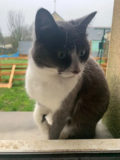 chatte lost   56800 Augan Snow