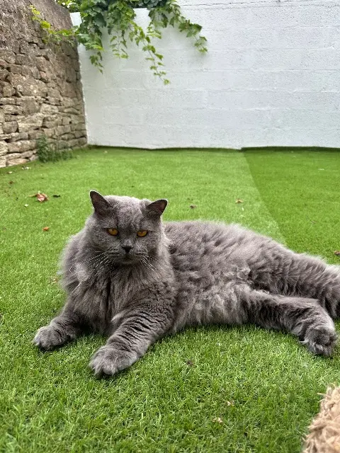 chatte lost   56000 Vannes Sora