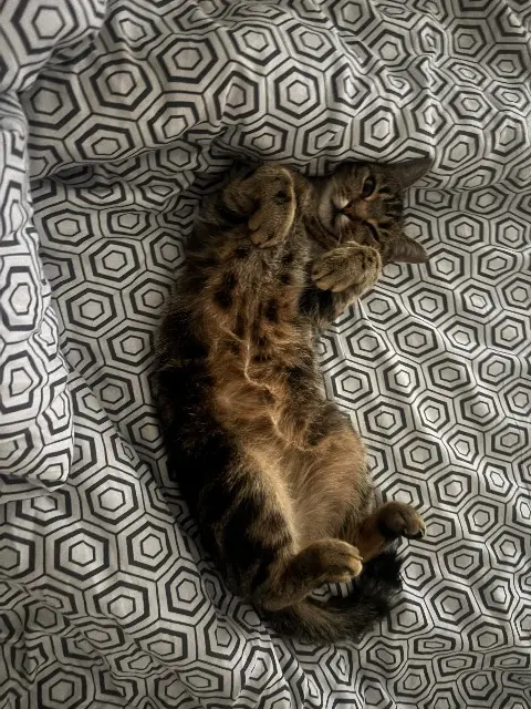 chatte lost   56240 Plouay Subarou