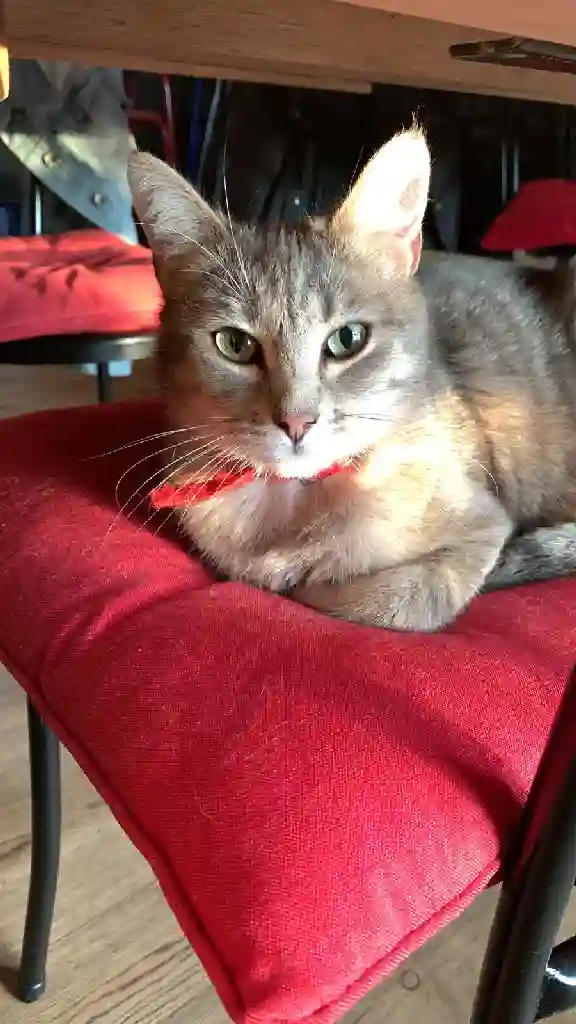 Chatte Perdue 56 Morbihan - Sushi Chatte Perdue 56 Morbihan - Sushi