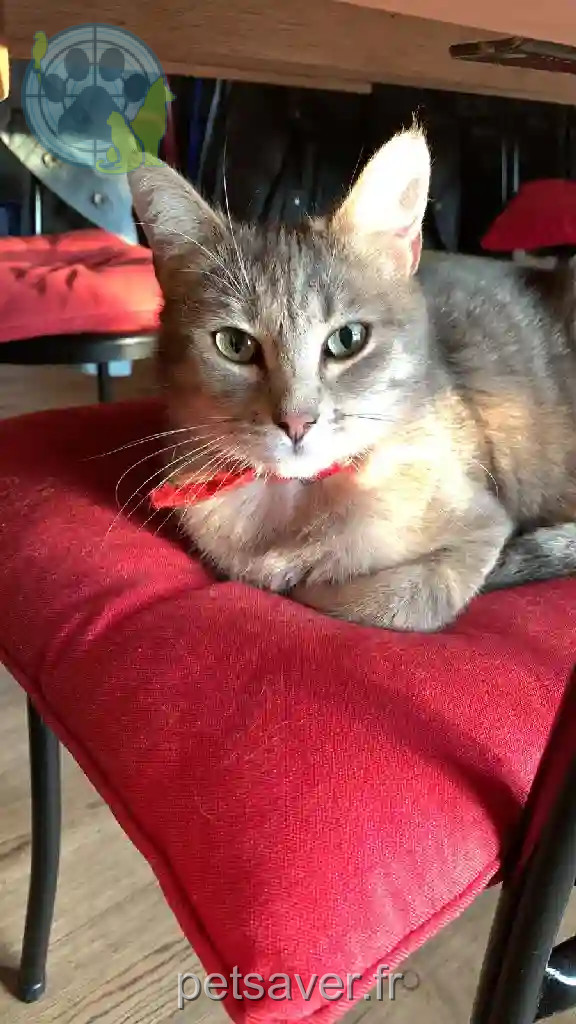 Chatte Perdue 56 Morbihan - Sushi Chatte Perdue 56 Morbihan - Sushi