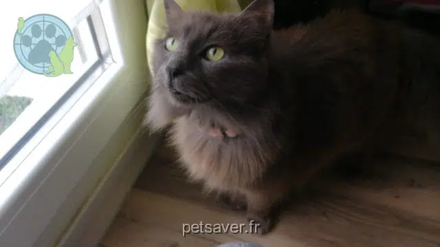 chatte lost   56320 Le Faouët Taj