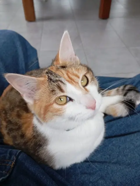 chatte lost   56230 Berric Talia