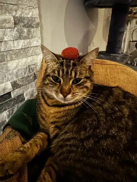 chatte lost   56460 Sérent Tempête