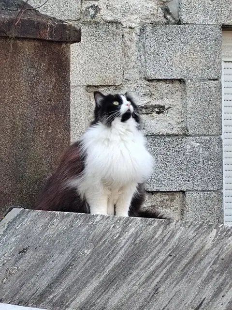 chatte lost   56300 Pontivy Tika
