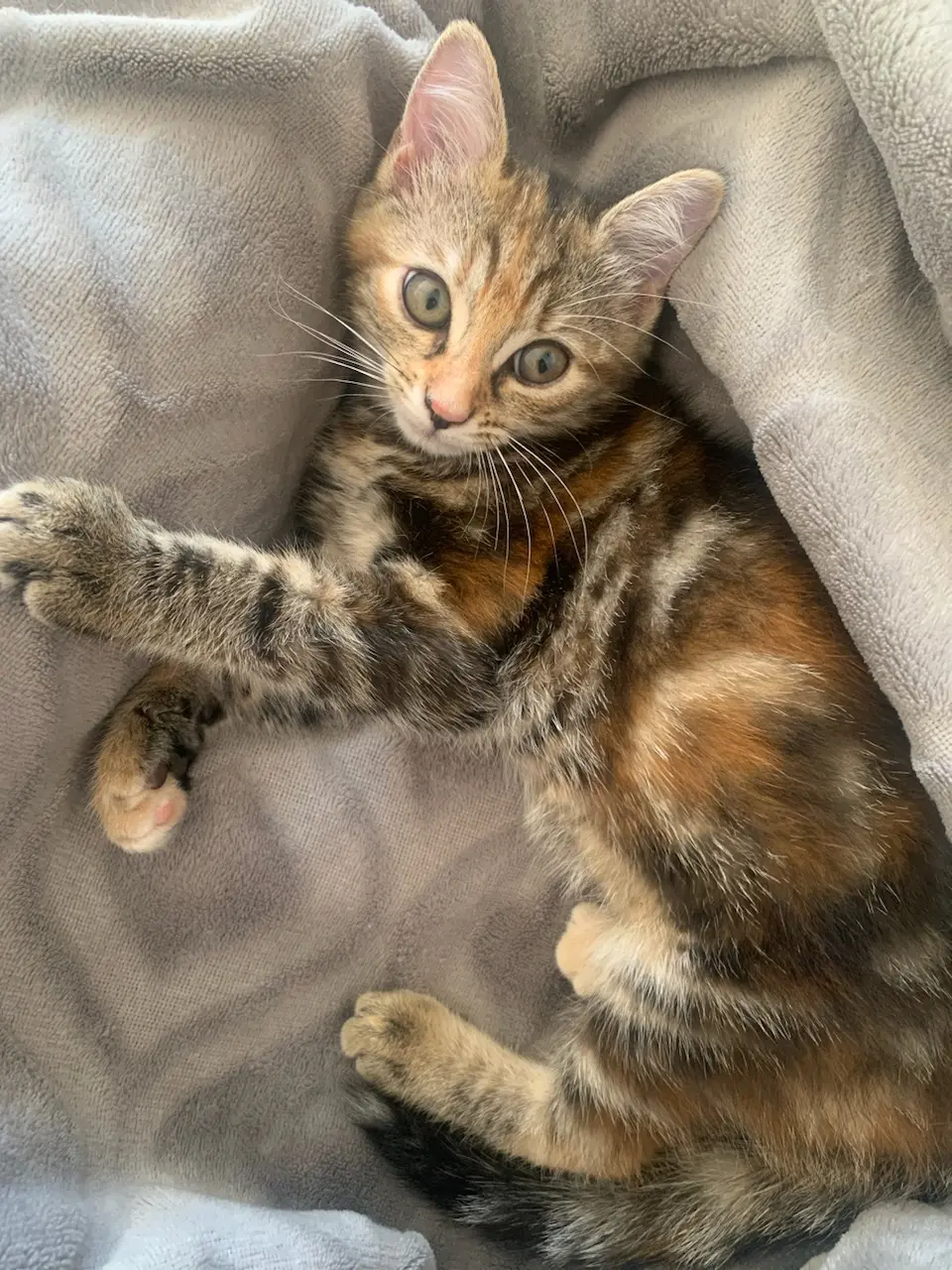 Chatte Perdue 56 Morbihan - Uby Chatte Perdue 56 Morbihan - Uby