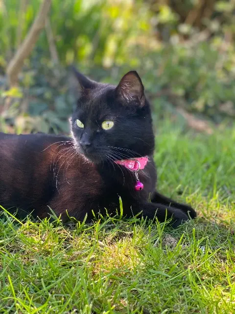 chatte lost   56500 Plumelin Vanille