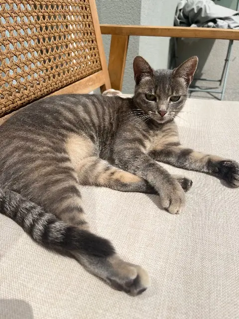 chatte lost   56530 Quéven Vanille