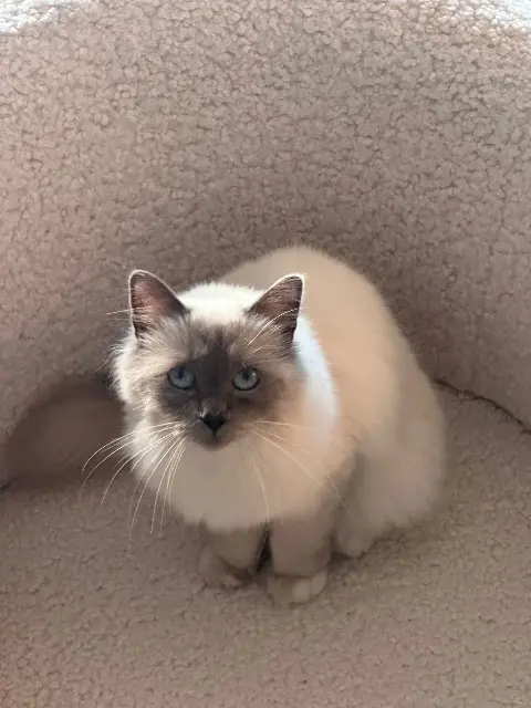 chatte lost   56000 Vannes Venezia