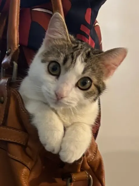 chatte lost   56800 Montertelot Venus
