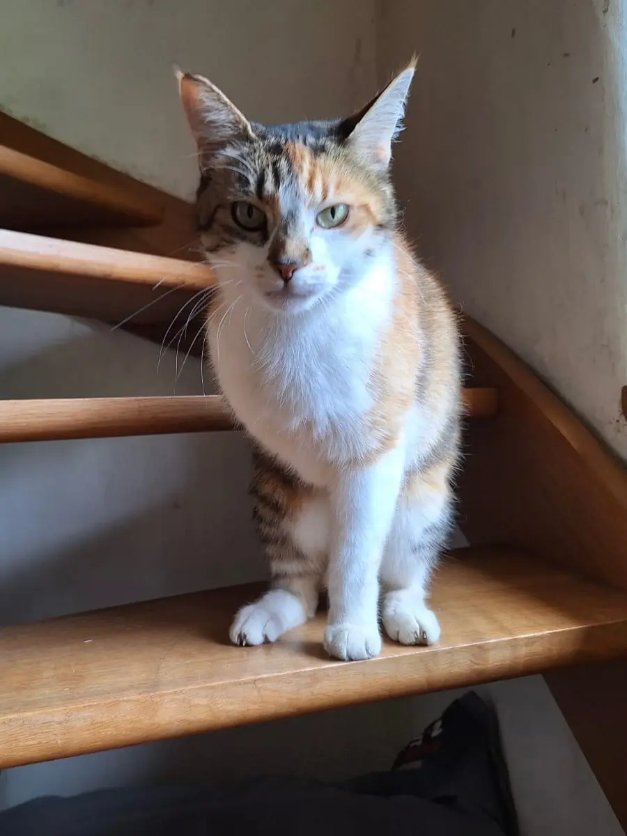 Chatte Perdue 56 Morbihan - Vicryl Chatte Perdue 56 Morbihan - Vicryl