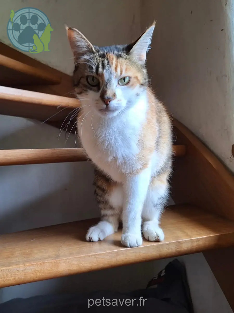 Chatte Perdue 56 Morbihan - Vicryl Chatte Perdue 56 Morbihan - Vicryl