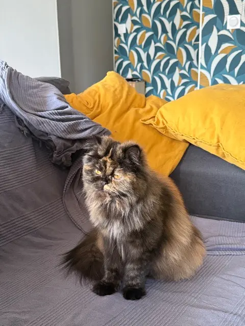 chatte lost   56100 Lorient VIPSY