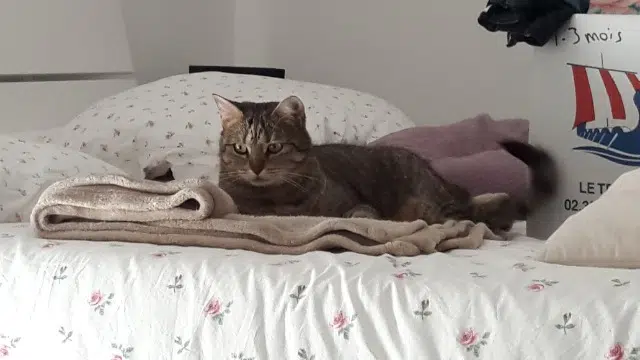 chatte lost   56880 Ploeren Vitus