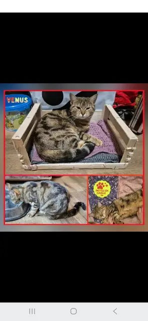 chatte lost   56370 Sarzeau Vénus