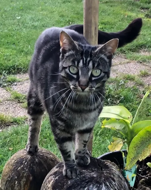 chatte lost   56120 Guégon Wallie