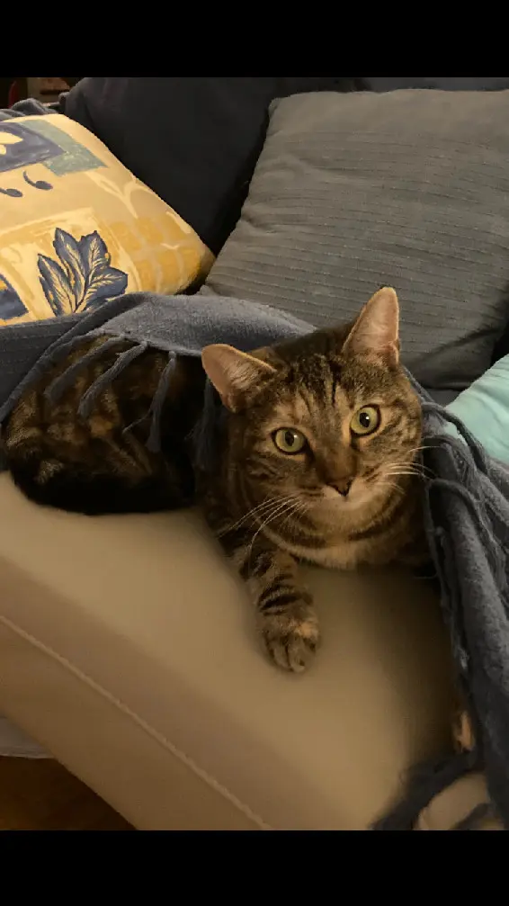 Chatte Perdue 56 Morbihan Chatte Perdue 56 Morbihan