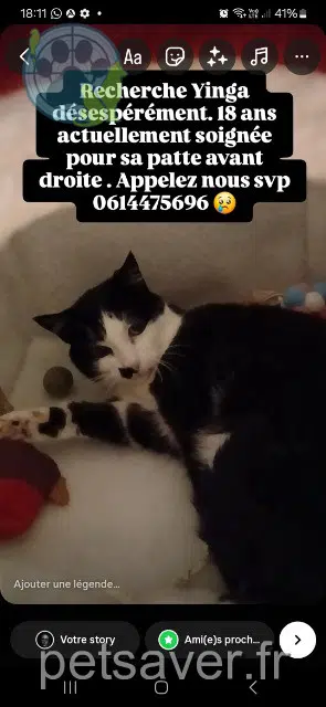 chatte lost 56690 Landaul Yinga